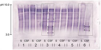 Comparison of Two Different Canine Anti-IgG Antibodies for Assessment of Oligoclonal Bands in Cerebrospinal Fluid and Serum of Dogs via Isoelectric Focusing Followed by an Immunoblot